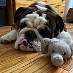 Clarence - @bulldog_named_clarence Instagram Profile Photo