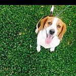 Cleatus Walker - @cleatus_thebeagle Instagram Profile Photo
