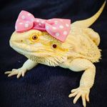 Cleo Dragon - @cleo_beardie Instagram Profile Photo