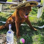 Cletus Scherer - @cletus_the_little_red_dog Instagram Profile Photo