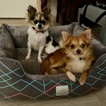 Bonnie and Clyde - @bonnie_and_clyde_rescue_chis Instagram Profile Photo