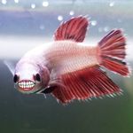Clyde The Fish - @clyde.the.fish Instagram Profile Photo