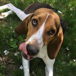 Clyde Franklin - @clyde_thehound Instagram Profile Photo