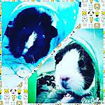 Tird and Connie Wyrick - @the_guinea_pigs_2 Instagram Profile Photo