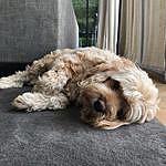 Cristal Hayes - @dogs_life13 Instagram Profile Photo