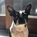 Daisy Bones - @alldaisylong Instagram Profile Photo