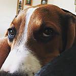 Daniel Cogan - @danbaidarchan Instagram Profile Photo