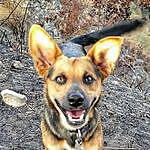 Danny - @danny_the_trail_dog Instagram Profile Photo