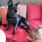Debbie Harden - @charlie_and_buster_frenchies Instagram Profile Photo