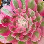 Debbie Rogers - @bedworth_botanical Instagram Profile Photo