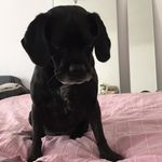 der Hund vom Alsergrund - @derhundvomalsergrund Instagram Profile Photo
