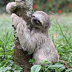 Debra_Wilhite_Sloth - @debra_wilhite_sloth Instagram Profile Photo