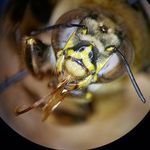 Casey Delphia, PhD - @bee_entomologist Instagram Profile Photo