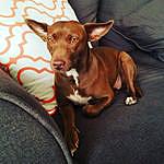 Avery - @averythedenverdog Instagram Profile Photo