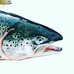 dewey brown - @dewey_the_salmon Instagram Profile Photo