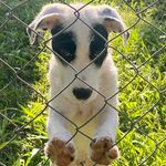 Dewey, the Irish Wolfhound x Border Collie - @nuclearfusionworld Instagram Profile Photo