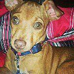 Dewey Evans - @dewey_evans_the_minpin Instagram Profile Photo