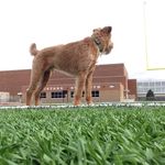 Dewey The Dog - @dewey_foreman Instagram Profile Photo