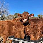 4F Hill Country Dexters - @4f_hillcountryranch Instagram Profile Photo