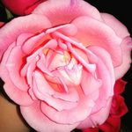 Diane Murphy - @diane._.murphy Instagram Profile Photo