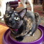 Indie, Sasha, Fritz, and Dixie - @a_cat_dog_life Instagram Profile Photo