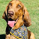 Dixie Hill - @dixie_the_bloodhound_ Instagram Profile Photo