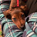 Doc Brown - @docbrown_sausage_dog Instagram Profile Photo