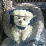 Ollie the Blind Rescue 12/5/18 - @loveisblindollie Instagram Profile Photo