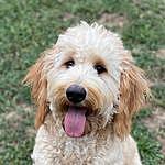 Dolly Wagner - @dolly_thedoodle_ Instagram Profile Photo