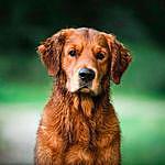 Don Cooper - @goldendogdoncooper Instagram Profile Photo