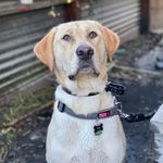 Don Fenton - @bestdog_tucker Instagram Profile Photo