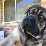 Don Spence - @englishmastiff_puppies Instagram Profile Photo