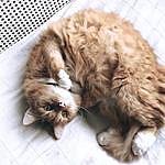 Donald - @donald.ginger.cat Instagram Profile Photo
