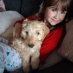 Donna Strachan - @bai_leyboothecockapoo Instagram Profile Photo