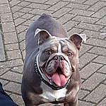 Donna Whittaker - @bella_the_old_english_bully Instagram Profile Photo