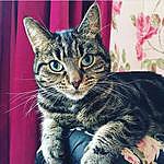 Doris Morris - @doris_morris_cardiff_cat Instagram Profile Photo