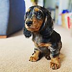 Doris Richards - @doris_the_sausage_dog Instagram Profile Photo