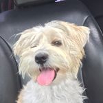 Dorothy - @dog.dorothycampos Instagram Profile Photo