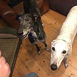 Royston And Dorothy - @two_good_hounds Instagram Profile Photo