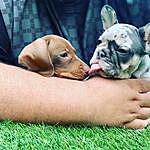 Mabel and Dottie - @mabel_and_dottie_2021 Instagram Profile Photo