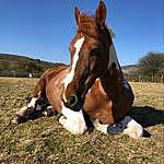 Ebony Craig - @a_horse_called_marsha Instagram Profile Photo