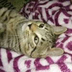 Edgar the Tubby Boi - @the_tubby.kitty Instagram Profile Photo