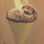 Edith the Hedgehog - @edith.goforth Instagram Profile Photo
