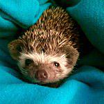 Ed the Hedgehog - @edthehedge Instagram Profile Photo