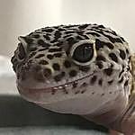 Edward - @edward_the_leopard_gecko Instagram Profile Photo