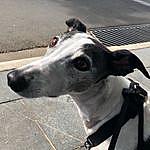 Edward the Whippet - @edward_the_whippet Instagram Profile Photo