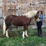 Elena Cobb - @elena__equestrian Instagram Profile Photo