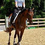 Ellen Stroud - @es.equestrian22 Instagram Profile Photo