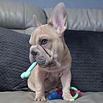 Elsa and Alvin the big rope frenchbulldogs - @elsa_alvin_thebigropefrenchies Instagram Profile Photo