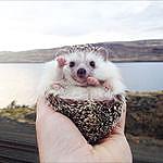 Emily Hartness - @bruce_hedgehog_ Instagram Profile Photo